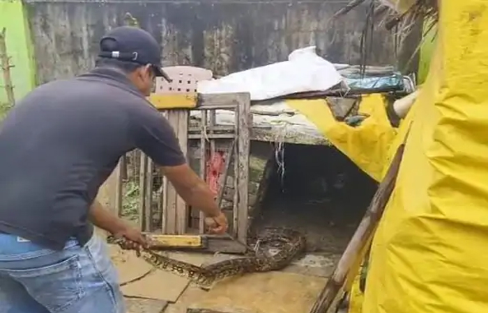 कोरबा: बत्तख को निगलते मिला 9 फीट लंबा अजगर, रेस्क्यू टीम ने सुरक्षित जंगल में छोड़ा कोरबा: बत्तख को निगलते मिला 9 फीट लंबा अजगर, रेस्क्यू टीम ने सुरक्षित जंगल में छोड़ा