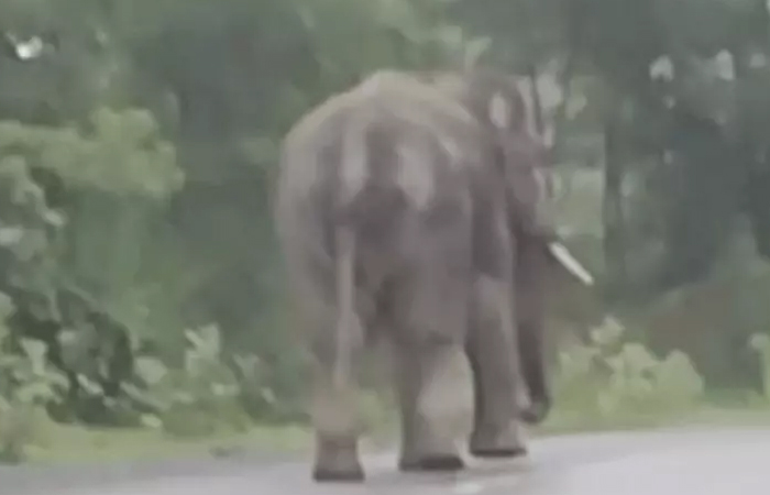 कोरबा में हॉर्न बजाने पर भड़का हाथी, टैंकर पर किया हमला करने का प्रयास, ड्राइवर-हेल्पर ने भागकर बचाई जान कोरबा में हॉर्न बजाने पर भड़का हाथी, टैंकर पर किया हमला करने का प्रयास, ड्राइवर-हेल्पर ने भागकर बचाई जान