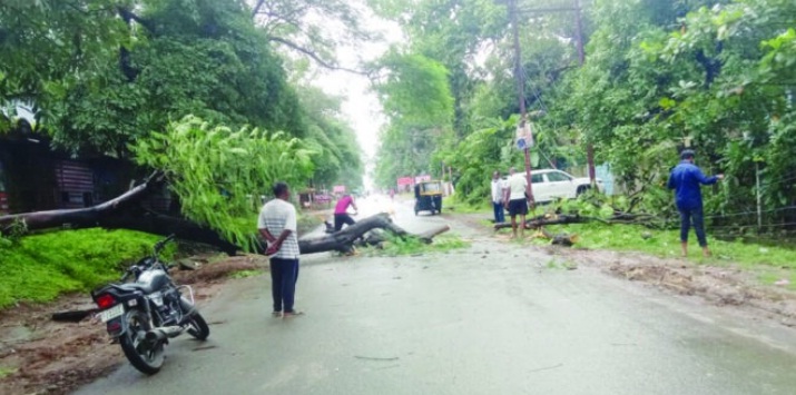 Korba News: करंट प्रवाहित बिजली लाइन पर गिरीं पेड़ों की टहनियां, कई क्षेत्रों में बिजली गुल