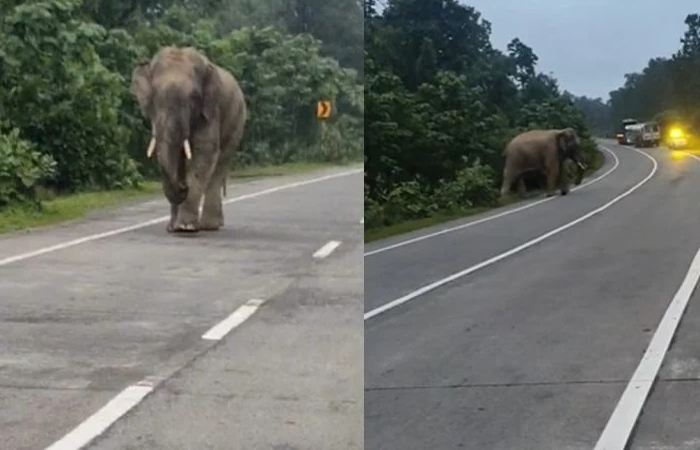 दंतैल हाथी की आमद से NH-130 बाधित, वाहनों की ओर दौड़ा हाथी; मचा हड़कंप, ग्रामीणों में दहशत दंतैल हाथी की आमद से NH-130 बाधित, वाहनों की ओर दौड़ा हाथी; मचा हड़कंप, ग्रामीणों में दहशत