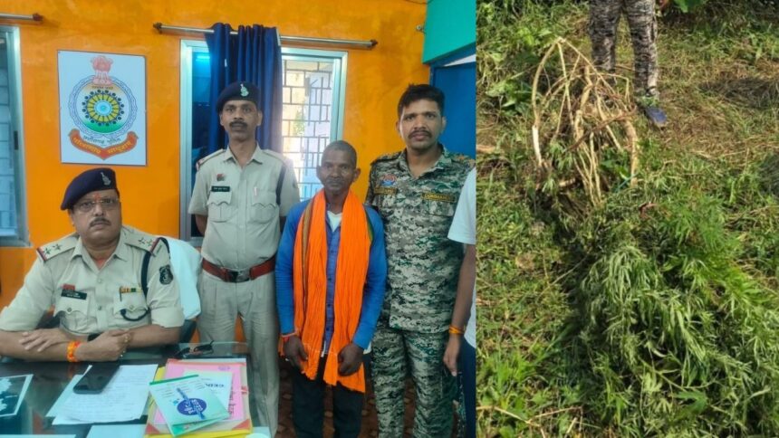 CG NEWS : घर की बाड़ी में उगा रहा था गांजा, मुखबिर की सूचना पर आरोपी गिरफ्तार, 14 पौधे बरामद